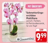 EDEKA Bullay - Schmetterlingsorchidee Multiflora Angebot im Prospekt Schmetterlingsorchidee Multiflora bei EDEKA im Bullay Prospekt für 9,99 €