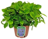 Promo HORTENSIA PLANTATION POT 14 CM à 7,99 € dans le catalogue Netto à Chauffailles