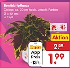Netto Marken-Discount Neckarsulm - Buntblattpflanze Angebot im Prospekt Buntblattpflanze bei Netto Marken-Discount im Neckarsulm Prospekt für 1,99 €