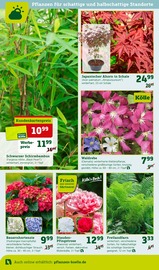 Clematis Angebote im Prospekt "Holen Sie sich den Frühling in Haus und Garten!" von Pflanzen Kölle auf Seite 8