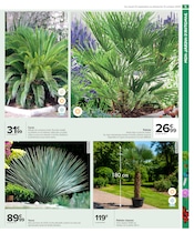 Palmier Angebote im Prospekt "PRÉPAREZ L’AUTOMNE : JARDIN - BRICOLAGE" von Carrefour Market auf Seite 7