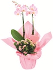 Promo Composition florale XL à 24,99 € dans le catalogue Cora à Dachstein