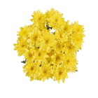 Aktuelle Chrysantheme Angebote bei Lidl in Wuppertal Aktuelles Chrysanthemen Angebot bei Lidl in Wuppertal ab 2,49 âŹ