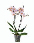 Orchidée 2 tiges en promo chez Lidl Orchidée 2 tiges dans le catalogue Lidl
