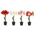 Amaryllis en promo chez Carrefour Saint-Maur-des-Fossés à 2,79 €