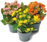 Kalanchoe im aktuellen Netto mit dem Scottie Prospekt
