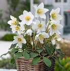 Christrose Angebote bei Hagebaumarkt Ingolstadt für 14,99 €