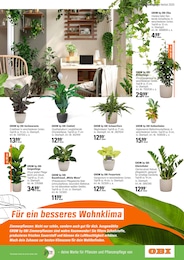 OBI Ficus im Prospekt 