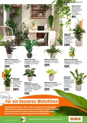 Efeu Angebote im Prospekt "HERBSTZEIT IST PFLANZZEIT" von OBI auf Seite 19