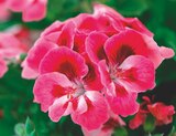 Promo Géranium des fleuristes à 3,99 € dans le catalogue Jardiland à Osny