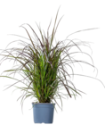 Lampenputzer-Gras für 7,99 € bei Blume 2000 im Angebot Lampenputzer-Gras im aktuellen Blume 2000 Prospekt