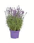Lavendel angustifolia von  im aktuellen Lidl Prospekt für 2,99 €