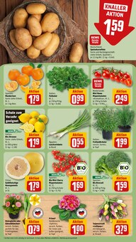 Kartoffeln im REWE Prospekt "Dein Markt" mit 22 Seiten (Dresden)