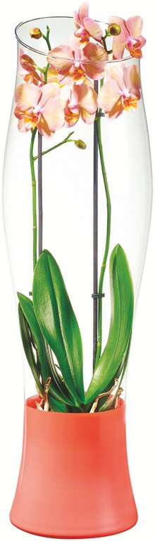 Orchidée phalaenopsis - Carrefour Market à Lille Orchidée phalaenopsis en promo chez Carrefour Market Lille à 14,99 €