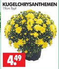 Aktuelles Chrysanthemen Angebot bei Wreesmann in Dresden ab 4,49 €