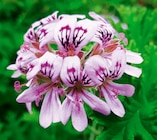 Géranium odorant - Qualité Horticole - Norma à Besançon Géranium odorant - Qualité Horticole en promo chez Norma Besançon à 2,99 €