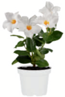 Dipladenie bei toom Baumarkt im Chemnitz Prospekt für 4,49 €