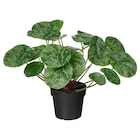 Geschenkartikel im IKEA Prospekt Topfpflanze, künstlich drinnen/draußen Ufopflanze von FEJKA im aktuellen IKEA Prospekt für 2,99 €