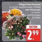 Pfingstrosen Premium oder Moosrosen im Angebot bei EDEKA in Neubrandenburg Pfingstrosen Premium oder Moosrosen Angebote bei EDEKA Neubrandenburg für 2,99 €