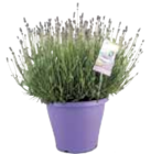 Hortensien Mix im Angebot bei Marktkauf in Wismar Hortensien Mix Angebote bei Marktkauf Wismar für 9,99 €
