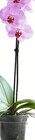 Orchideen Phalaenopsis bei Wreesmann im Prospekt "" für 2,99 €