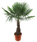 Chinesische Hanfpalme Angebote bei OBI Fulda für 29,99 €