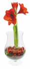 Amaryllis im Glas im Angebot bei Lidl in Offenburg Amaryllis im Glas Angebote bei Lidl Offenburg für 12,99 €
