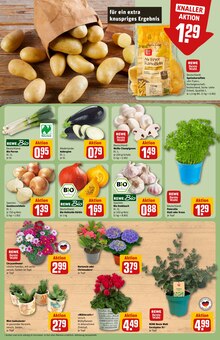 Chrysantheme im REWE Prospekt "Dein Markt" mit 26 Seiten (Bielefeld)