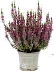 Calluna Beauty Ladies für 1,11 € bei Thomas Philipps im Angebot Calluna Beauty Ladies im aktuellen Thomas Philipps Prospekt