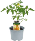 Tomatenpflanzen Angebote von Le Jardin Gourmand bei Globus-Baumarkt Braunschweig für 2,99 €
