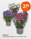 Aktuelle Blumen Angebote bei tegut in Mainz Aktuelles Astern Angebot bei tegut in Mainz ab 2,99 €