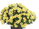 Margerite von  im aktuellen Dehner Garten-Center Prospekt für 9,99 €