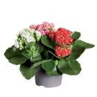 Kalanchoé tricolor - Lidl à Mérignac Kalanchoé tricolor en promo chez Lidl Mérignac à 3,99 €