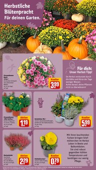 Pflanzen im aktuellen REWE Prospekt (Halle (Saale)) Pflanzen im REWE Prospekt "Dein Markt" mit 36 Seiten (Halle (Saale))