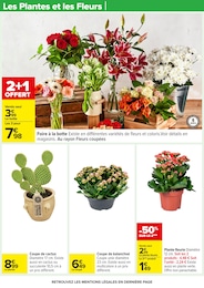 Prix et réduction Cactus dans le prospectus Carrefour en cours Offre Cactus dans le catalogue Carrefour du moment à la page 24