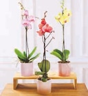 Orchidée 1 tige xl en promo chez U Express Saint-Maur-des-Fossés à 10,99 €
