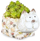 Hauswurz in Tierkeramik im Angebot bei Netto Marken-Discount in Schwäbisch Hall Hauswurz in Tierkeramik Angebote bei Netto Marken-Discount Schwäbisch Hall für 6,99 €