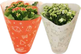 Aktuelles FLAMMENDES KÄTHCHEN (KALANCHOE) Angebot bei OBI in Köln ab 2,99 €