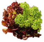 Aktuelles Salat mit Wurzelballen Angebot bei Netto Marken-Discount in Bochum ab 1,00 €