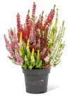 Beauty Ladies High Five im Angebot bei REWE in Berlin Beauty Ladies High Five Angebote bei REWE Berlin für 4,99 €