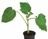 Angebot im Dehner Garten-Center Göppingen Prospekt Dehner Garten-Center Göppingen Prospekt mit im Angebot für 3,49 €