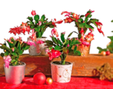 Cactus de Noël - Norma à Colmar Cactus de Noël en promo chez Norma Colmar à 1,79 €