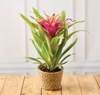 Plante fleurie en promo chez U Express Ajaccio à 8,99 €
