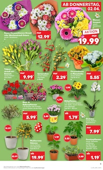 Zimmerpflanzen im Kaufland Prospekt "Aktuelle Angebote" mit 54 Seiten (Hamburg)