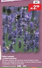 Aktuelle Lavendel Angebote bei Raiffeisenmarkt in Dortmund Aktuelles Echter Lavendel âLavandula angustifoliaâ Angebot bei Raiffeisenmarkt in Dortmund ab 2,99 âŹ