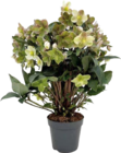 Christrose XXL (Helleborus 'Beauty Princess') im Angebot bei Globus-Baumarkt in Wolfenbüttel Christrose XXL (Helleborus 'Beauty Princess') Angebote bei Globus-Baumarkt Wolfenbüttel für 12,99 €