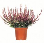 BESENHEIDE CALLUNA VULGARIS im Angebot bei OBI in Esslingen BESENHEIDE CALLUNA VULGARIS Angebote bei OBI Esslingen für 1,99 €