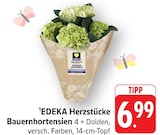 Aktuelles Bauernhortensien Angebot bei EDEKA in Wiesbaden ab 6,99 €