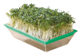 Microgreen-Anzuchtset  im aktuellen Rossmann Prospekt für 3,99 €