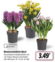 Blumenzwiebeln im aktuellen Lidl Prospekt für €3.49